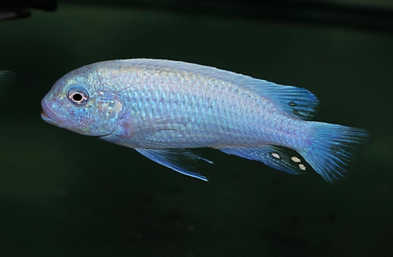 Maylandia callainos 'Ruarwe'; Metriaclima callainos 'Ruarwe'